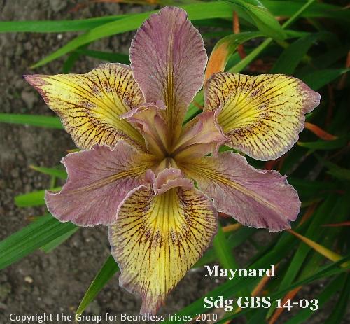 Maynard sdg GBS 14-03 (2)